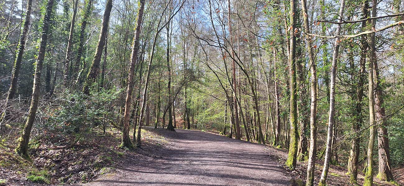 Alice Holt Forest: path from overspill carpark through deciduous woodland.