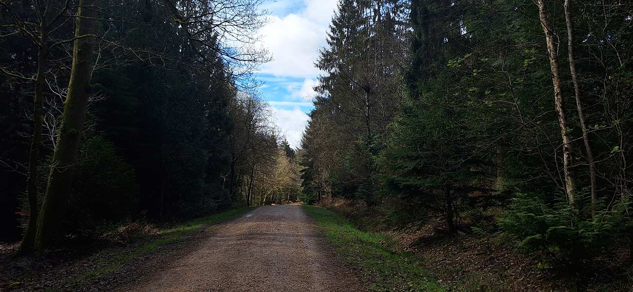 Alice Holt Forest: path through denser coniferous woodland.