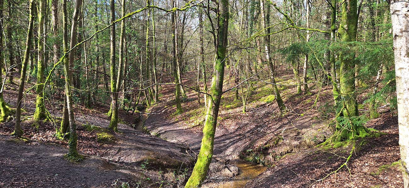 Alice Holt Forest: meandering stream.