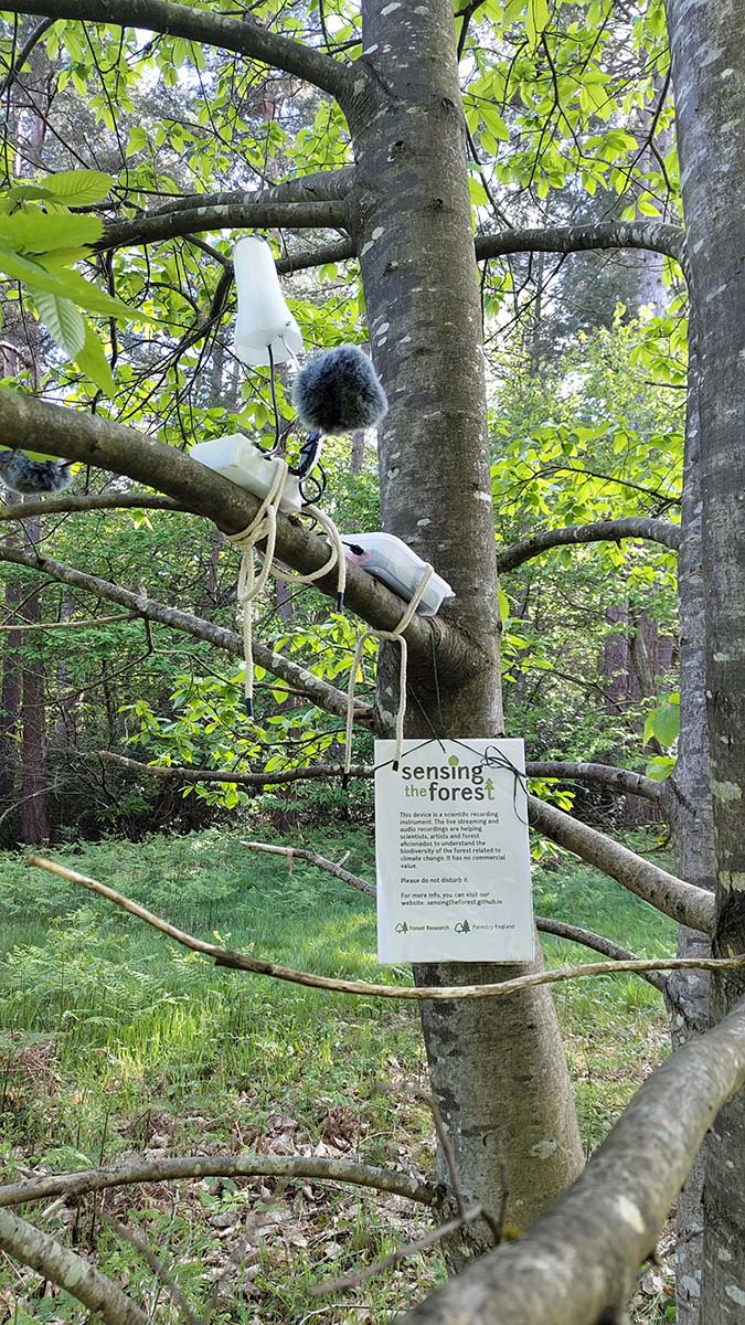 Testing Streamer I in a chestnut tree.