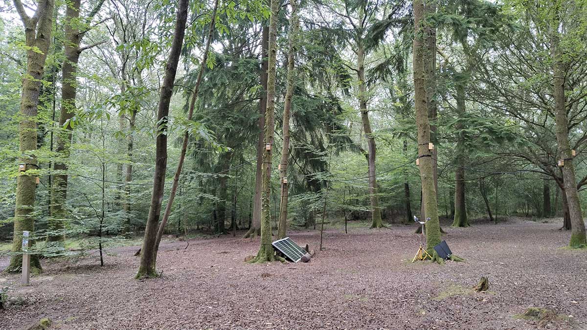 Panoramic view of Dendrophoone and Streamer II Paula.