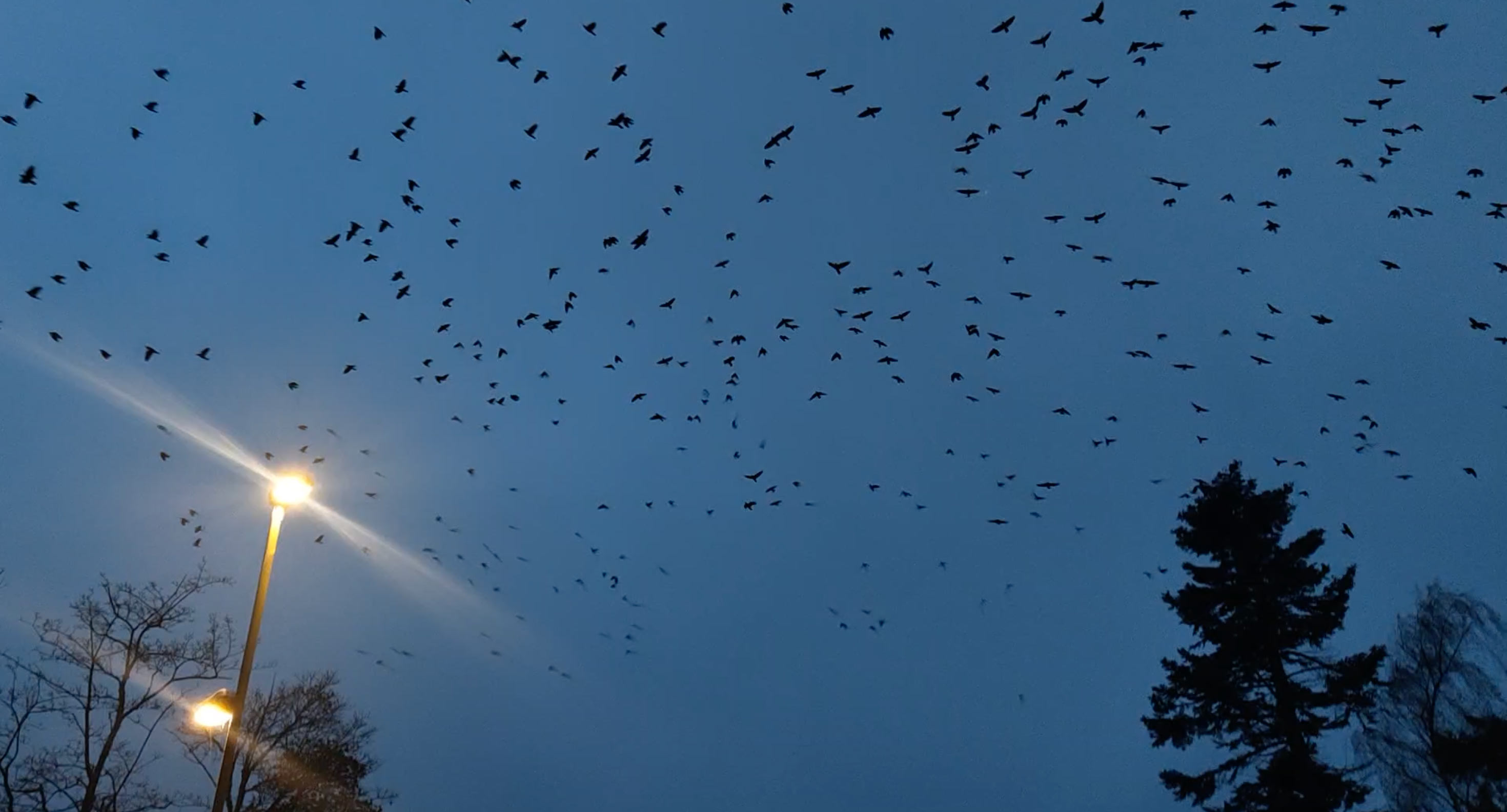 A starling swarm.