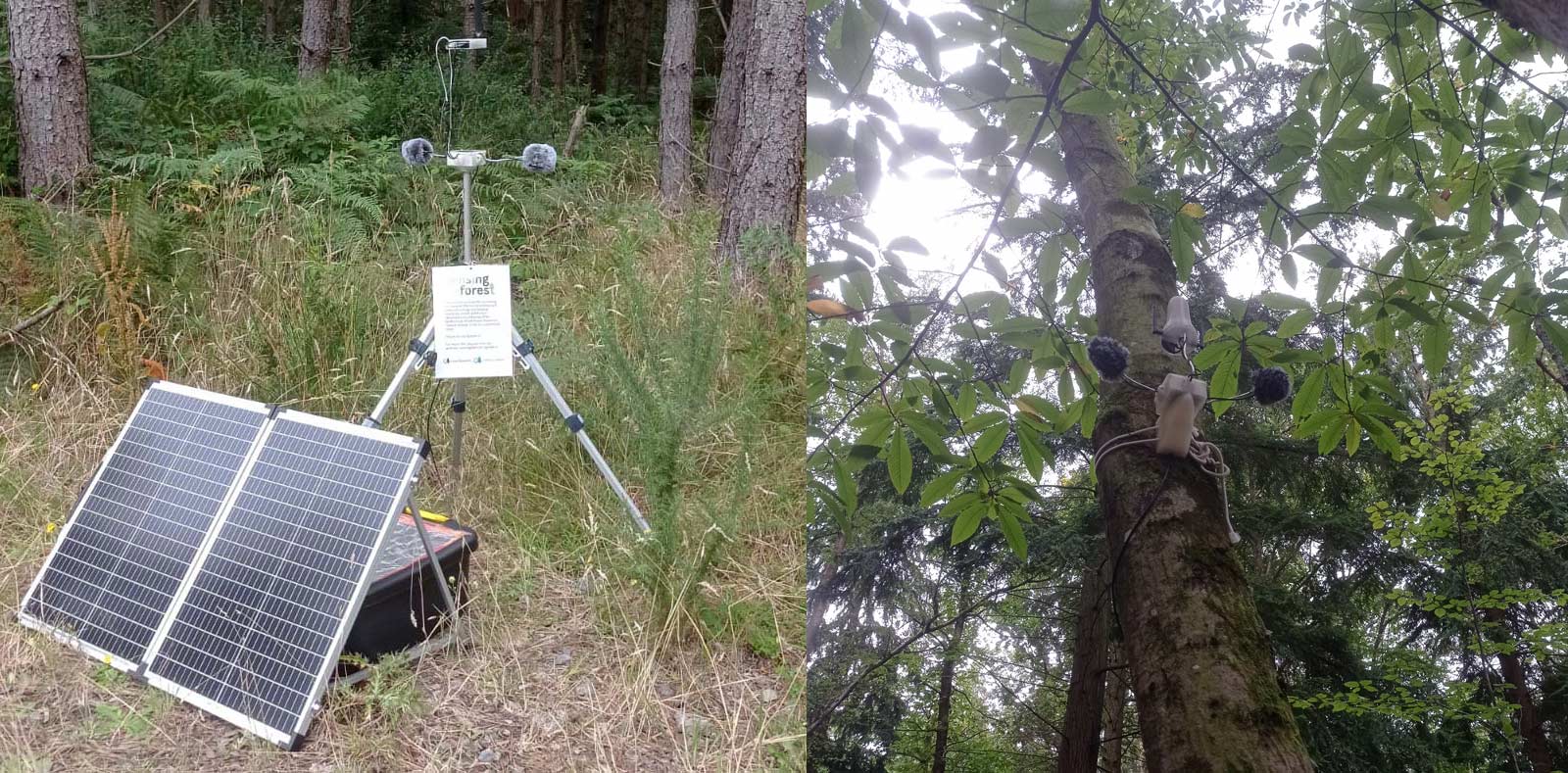 The two streamers in Alice Holt Forest. Left: Streamer in the meadow near the pond. Right: Streamer in the Willows Green trail.