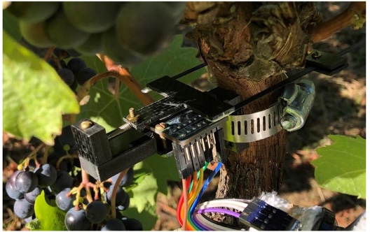 Figure 2. Carbon fibre based dendrometer sensor.