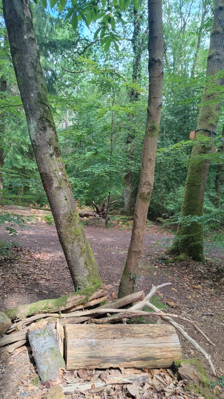 Dismantling streamer Paula at the Willows Green, Alice Holt Forest. Photo by Anna Xambó.