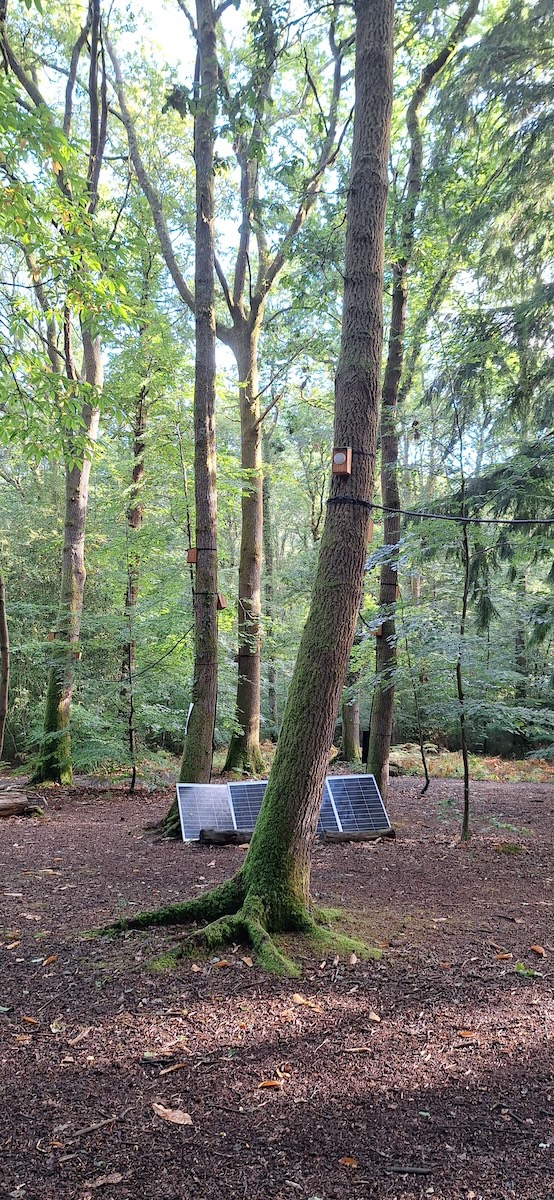 Dismantling Dendrophone at Willows Green, Alice Holt Forest. Photo by Peter Batchelor.